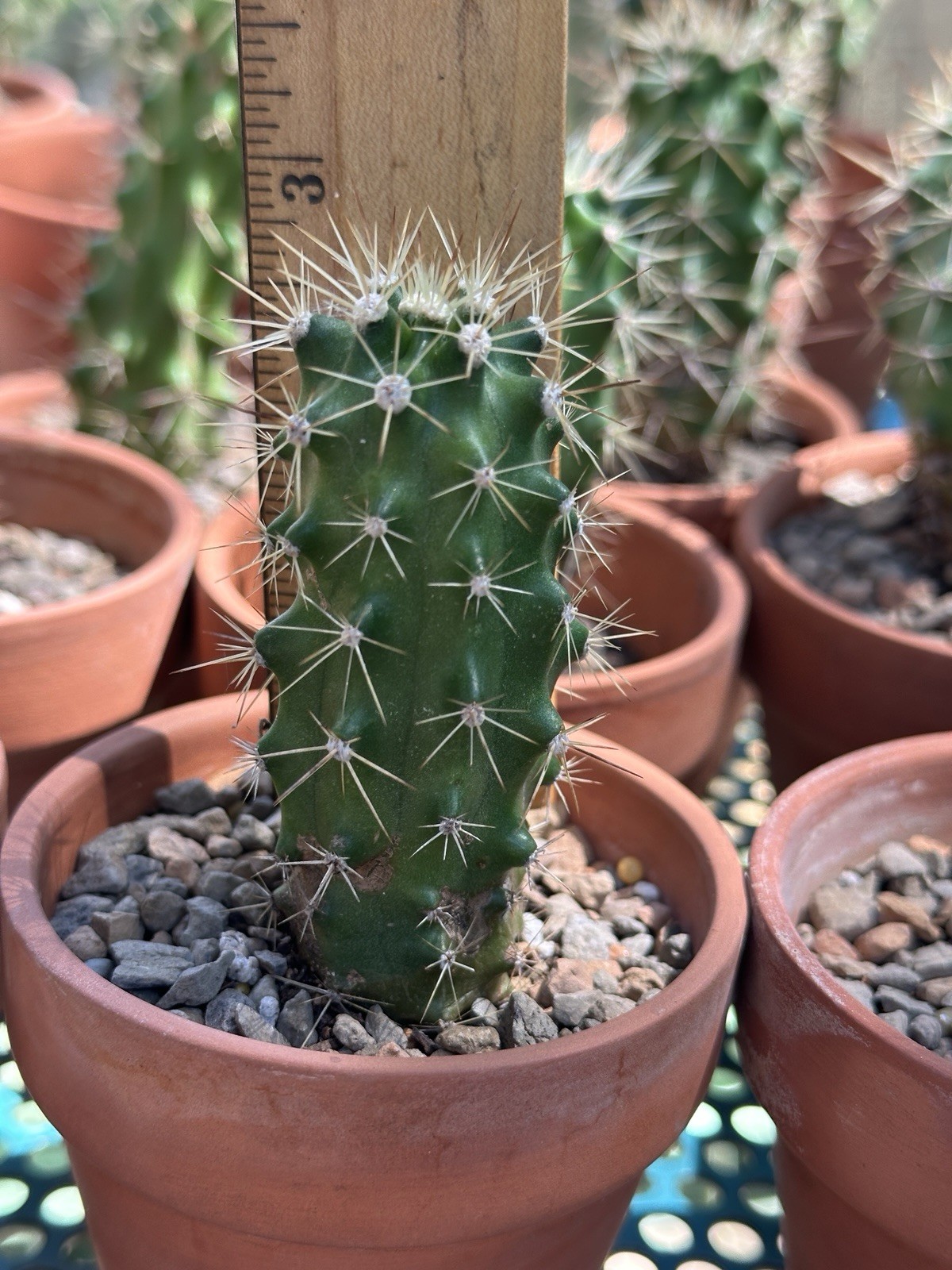 Echinocereus Coccineus Scarlet Hedgehog Cactus Claret Cup Bare Root Cold Hardy