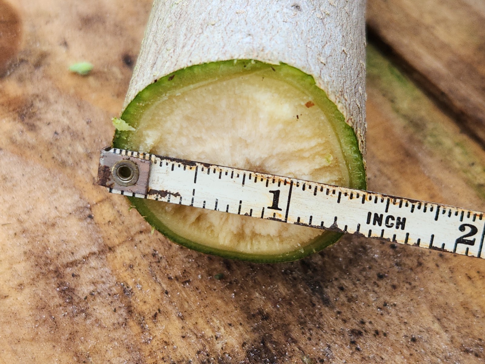 (4) THICK MORINGA Cuttings Oleifera Miracle Drumstick Tree