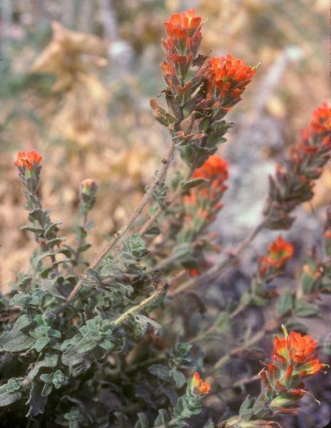Castilleja latifolia | Monterey Indian Paintbrush | 10 Seeds