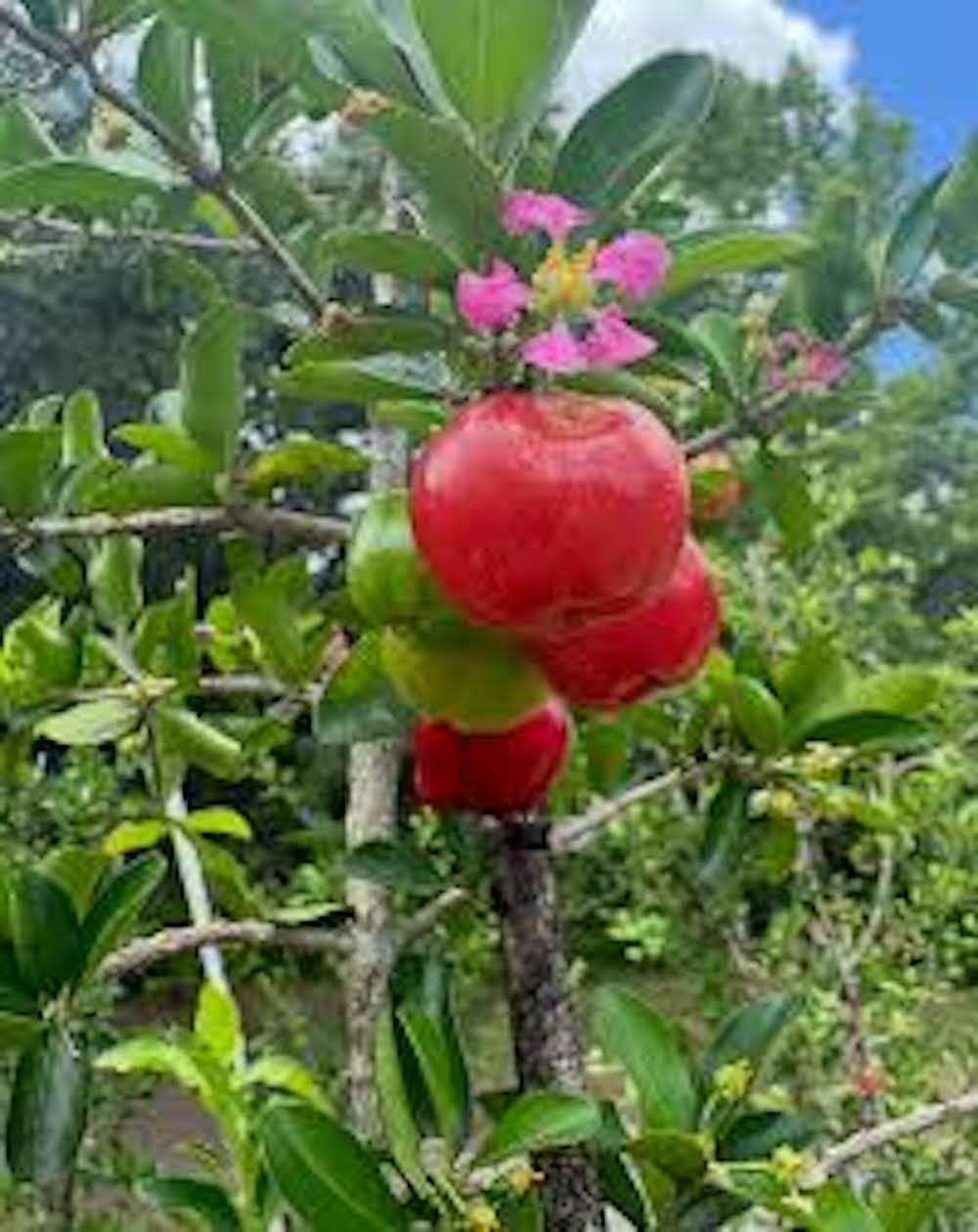 1 Barbados Cherry Tree Malpighia Emarginata Starter Plant