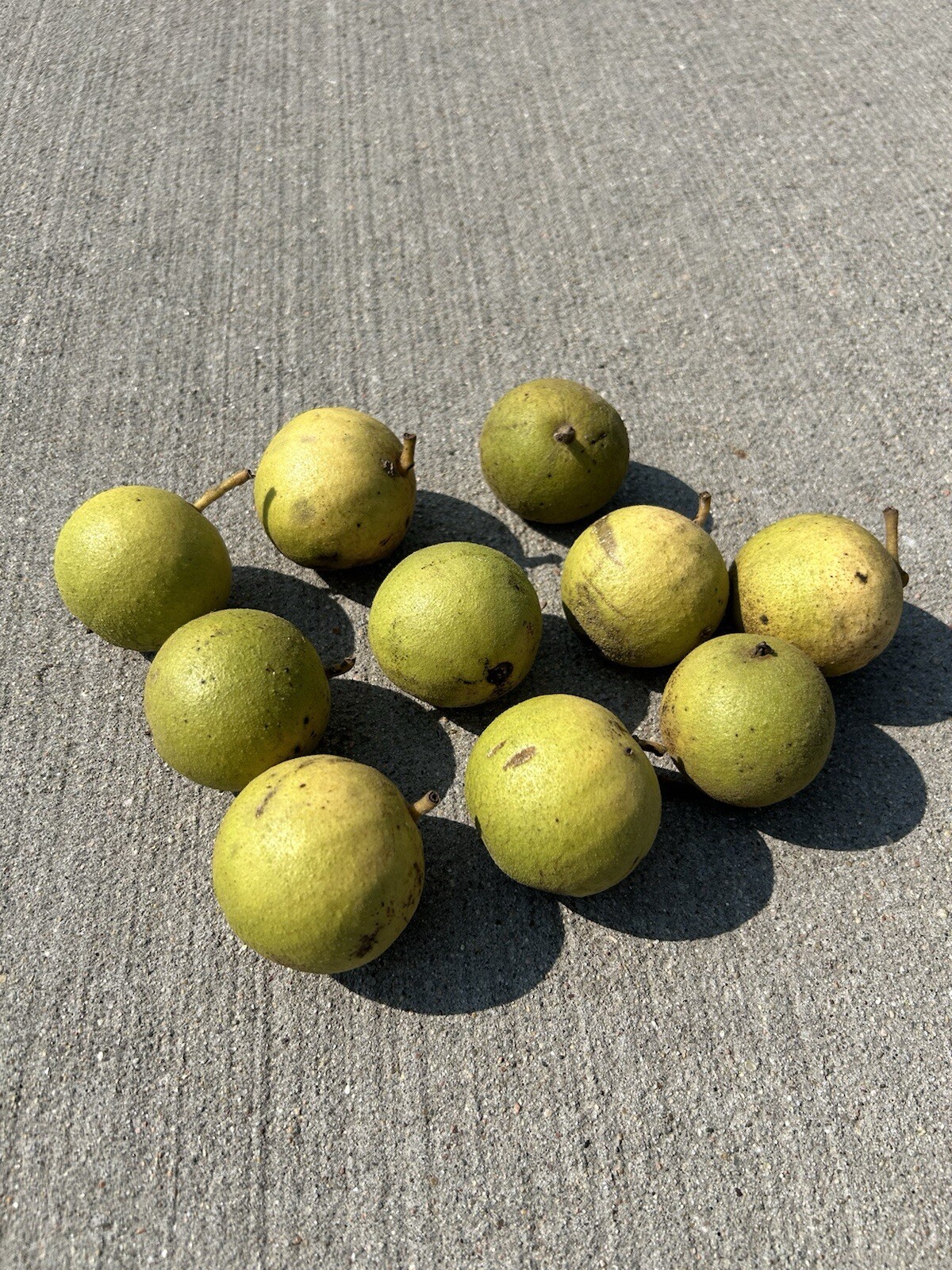 40 Dehusked Black Walnuts (Juglans Nigra) Float Tested 2024 Native