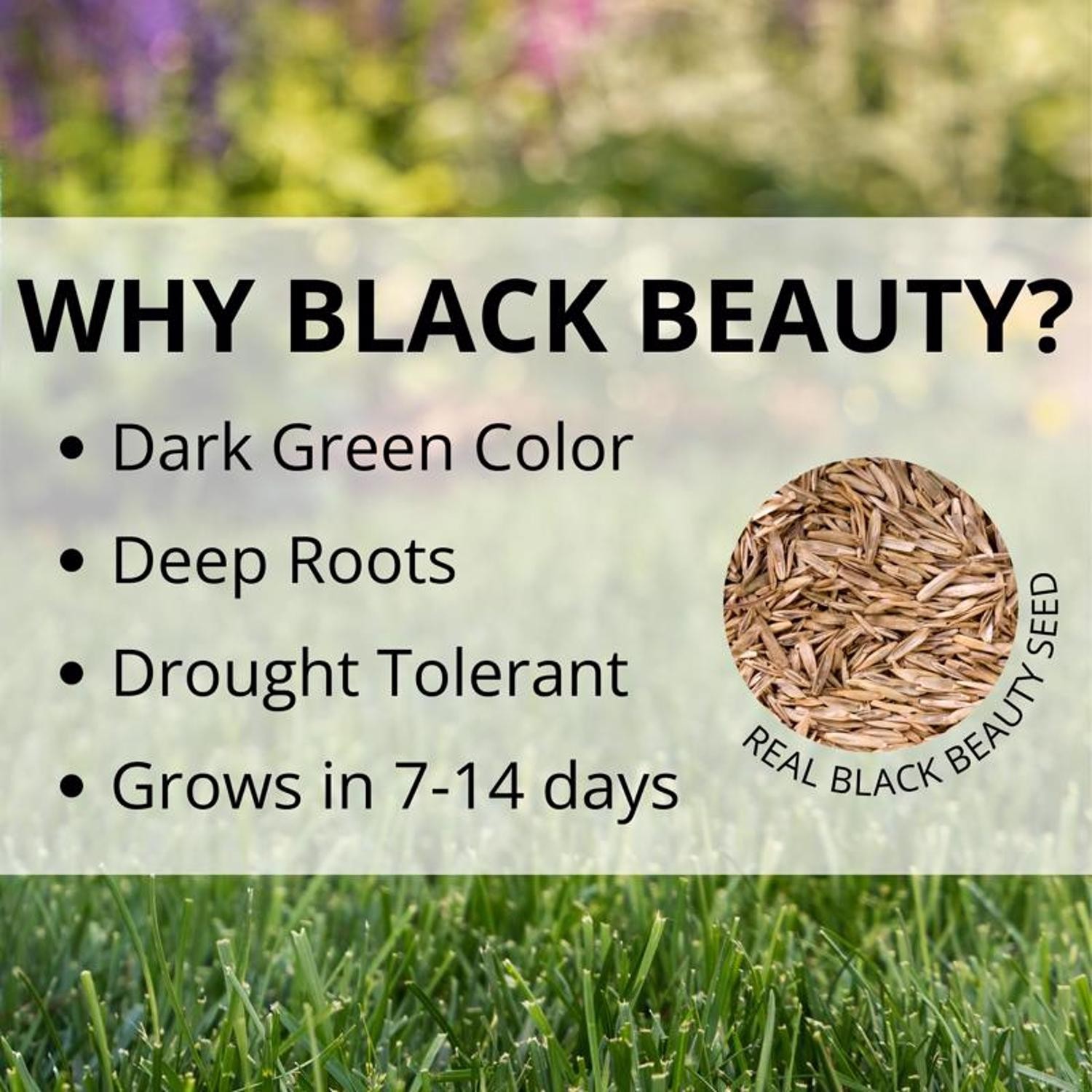 Jonathan Green Black Beauty Sun and Shade Mixed Partial Shade/Sun Grass Seed 1 l