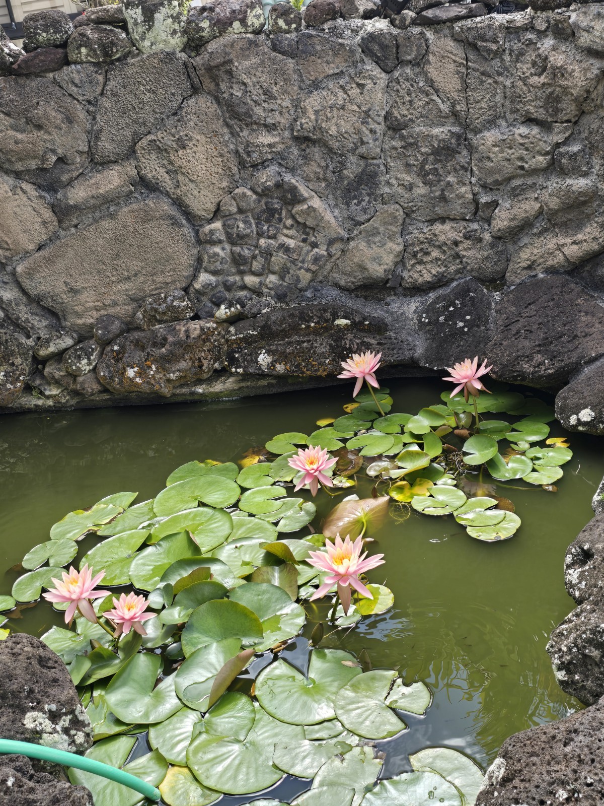 Live Nymphaea Hardy Hawaiian Angelskin Waterlily Aquatic Pond Plant with Rhizome
