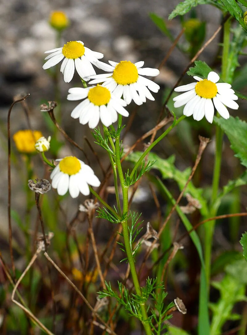 German Chamomile Seeds | Medicinal Roman Plant Dried Tea Oil Flower Seeds 2024
