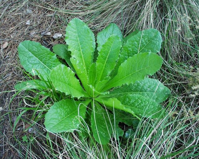 Wild Lettuce (Lactuca virosa) 175-200 Seeds *Free International Shipping*
