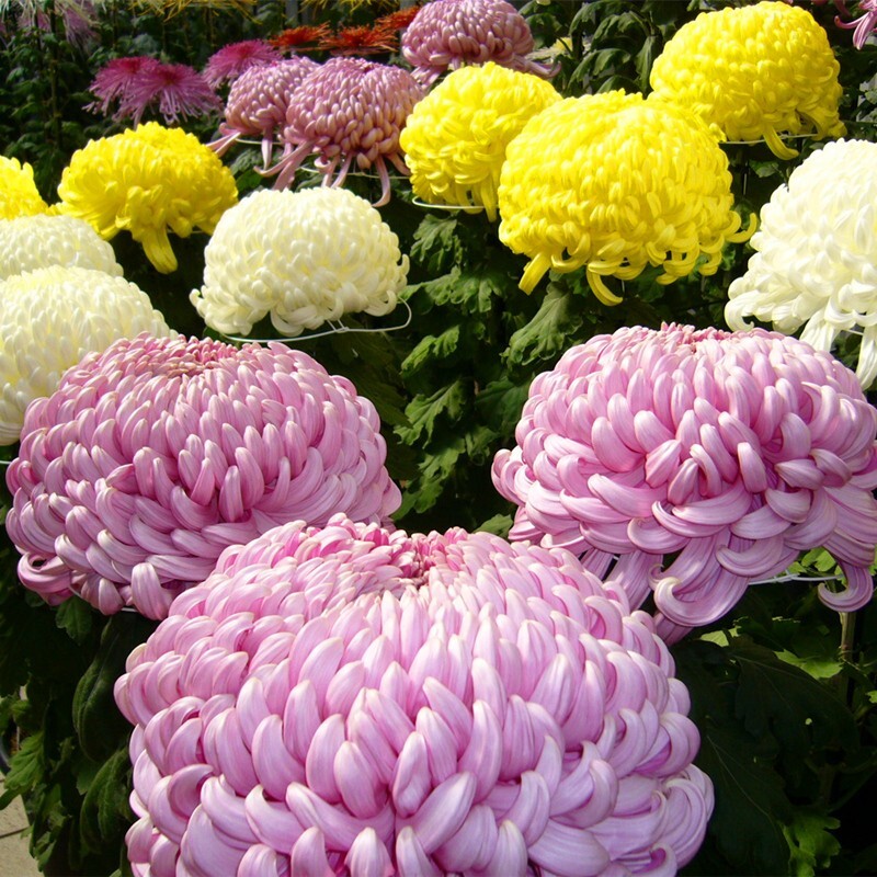 Chrysanthemum Seeds, Ground-Cover Plants, 100pcs/pack