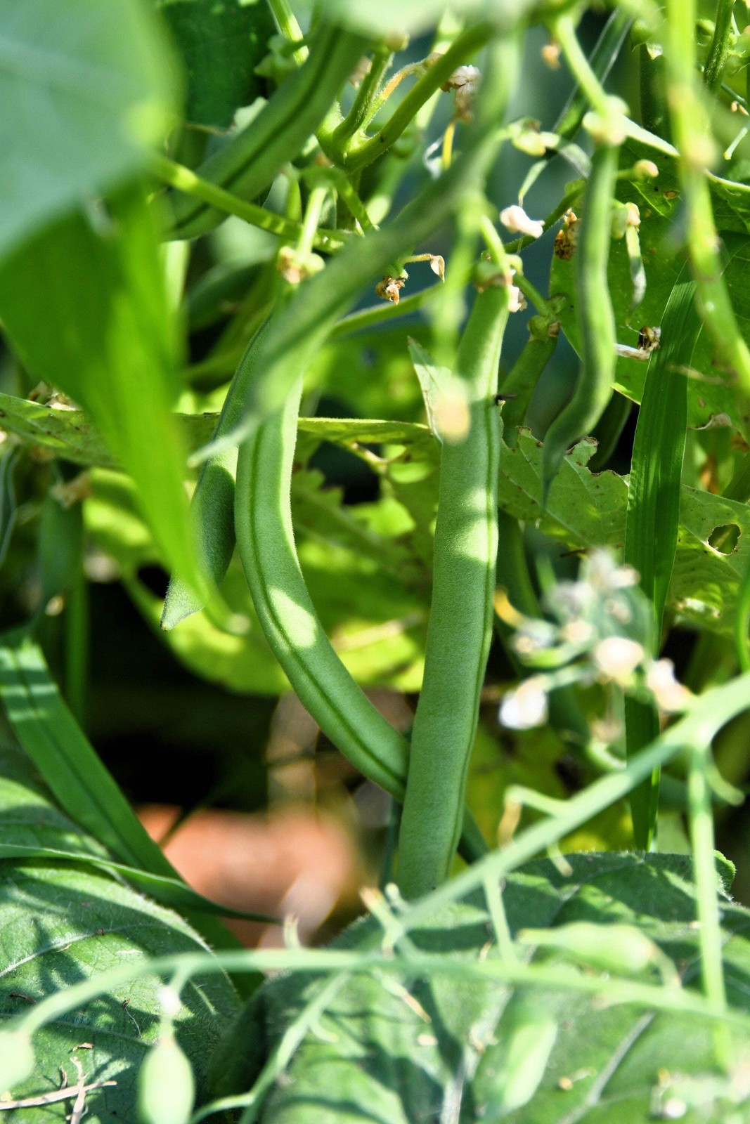 50 GREENCROP BEAN Phaseolus Vulgaris Vegetable Seeds
