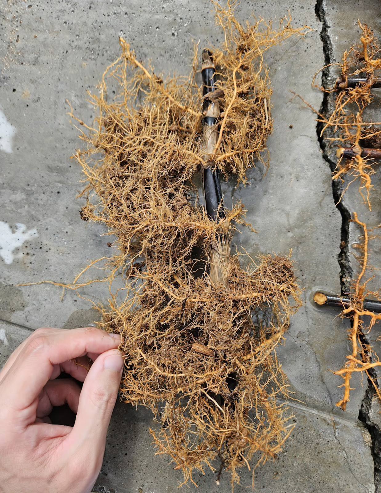 Black Bamboo Phyllostachys Nigra Live Bare Root Plant (3) Fresh Rhizomes