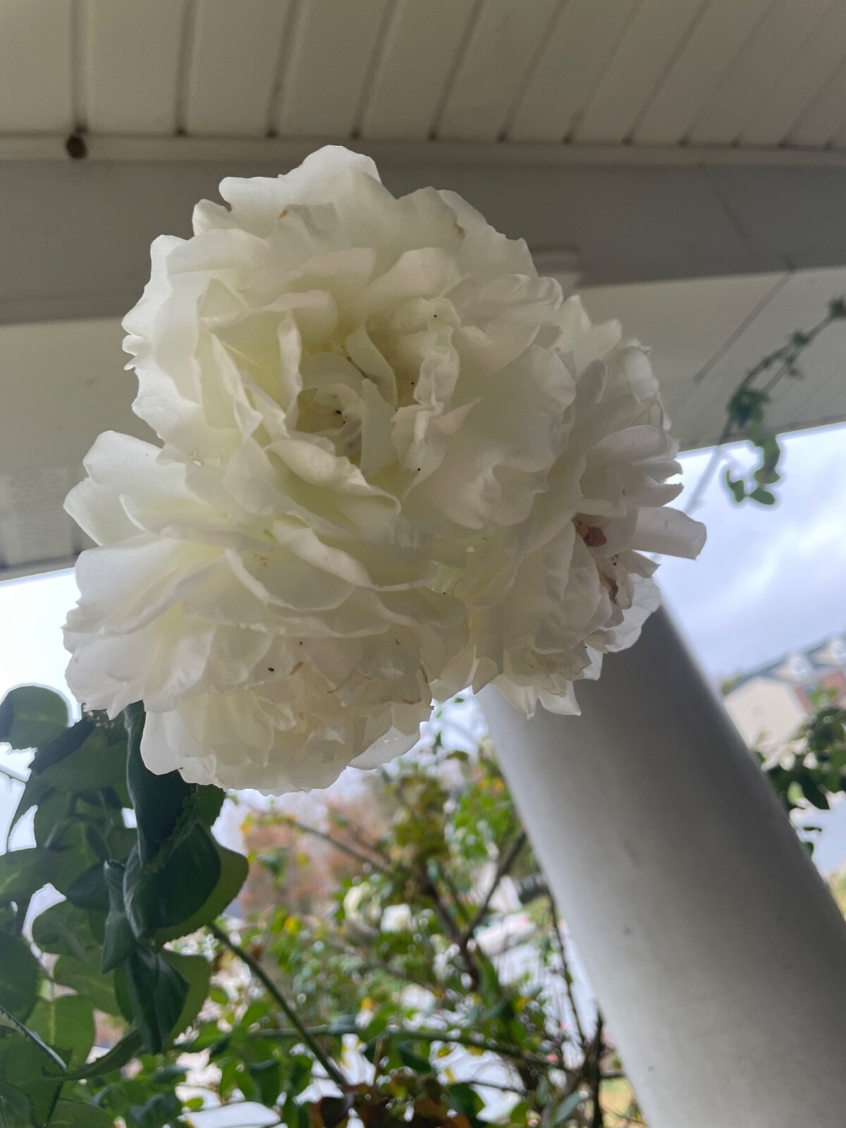6 Cuttings of Cloud 10 Climbing Rose Live Flower Plant Scented+++ Everblooming!!