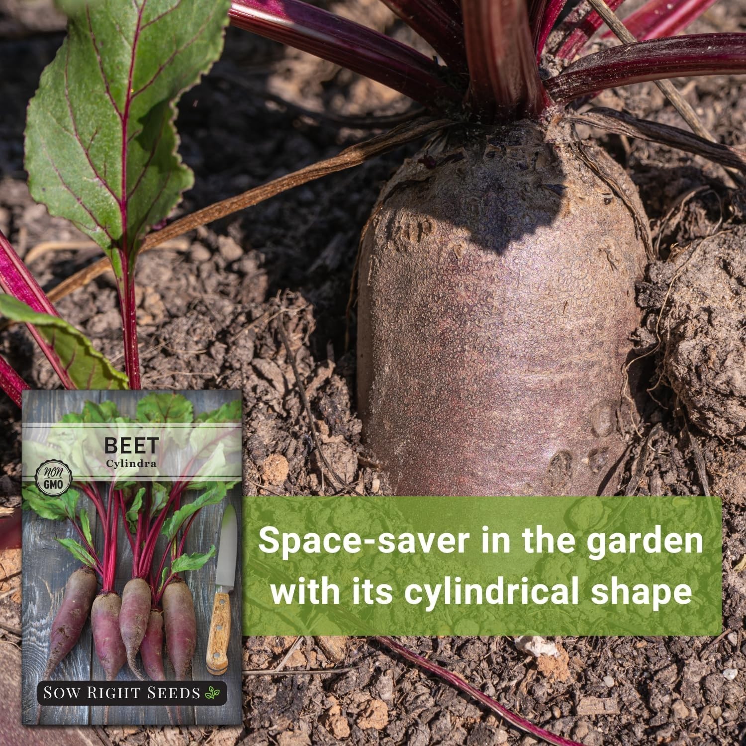 Cylindra Beet Seeds – Heirloom Seeds with Planting Instructions for Home Gardens
