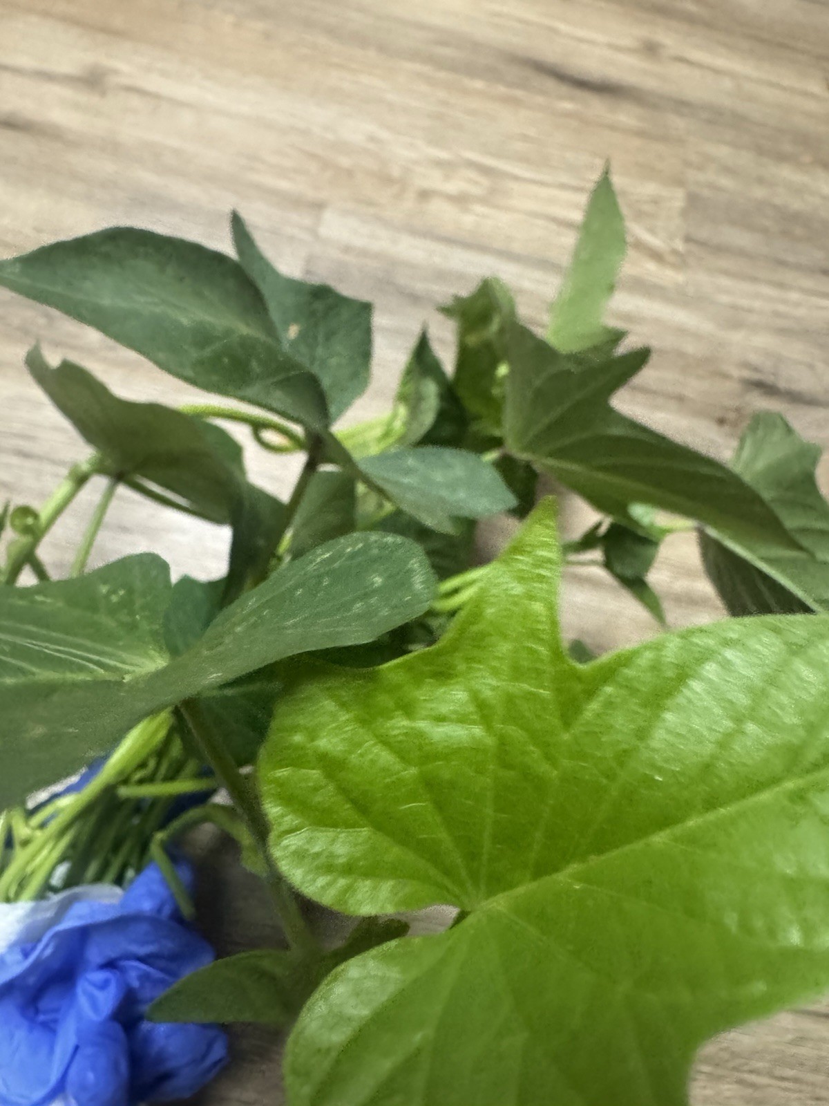 Okinawa Purple Sweet Potato Slips, 10/Pack, No Root, Khoai Lang Tím