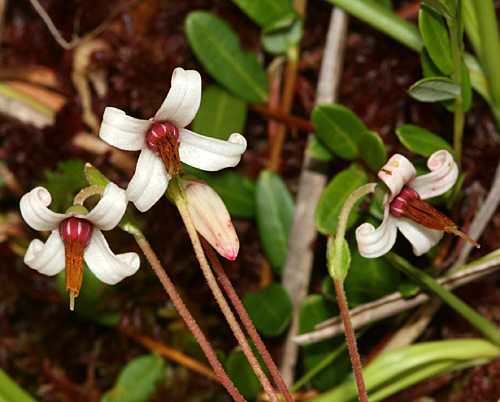 American Cranberry, Vaccinium macrocarpon, Seeds (Edible, Hardy, Fall Color)
