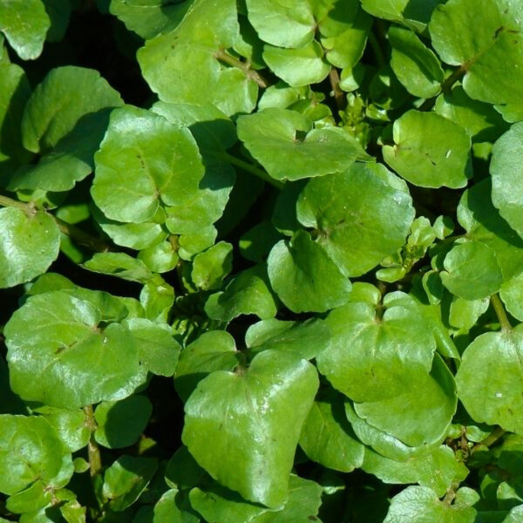 Fresh Green Watercress Seeds | Xi Yang Cai | Heirloom Non-GMO | Vegetables Seeds