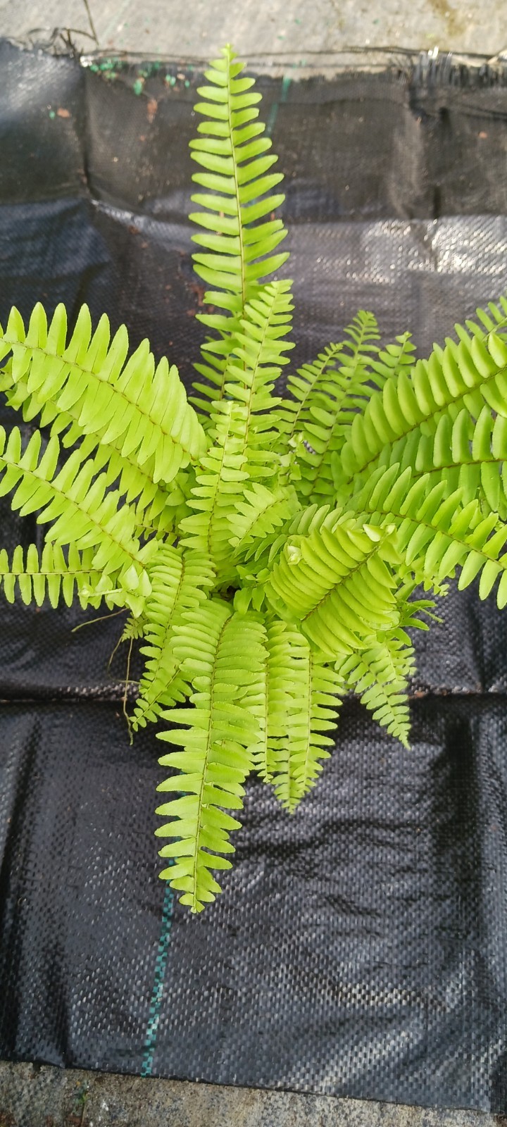 Florida Sworn Fern Nephrolepis exaltata Boston Fern Mad Happenings Tropical