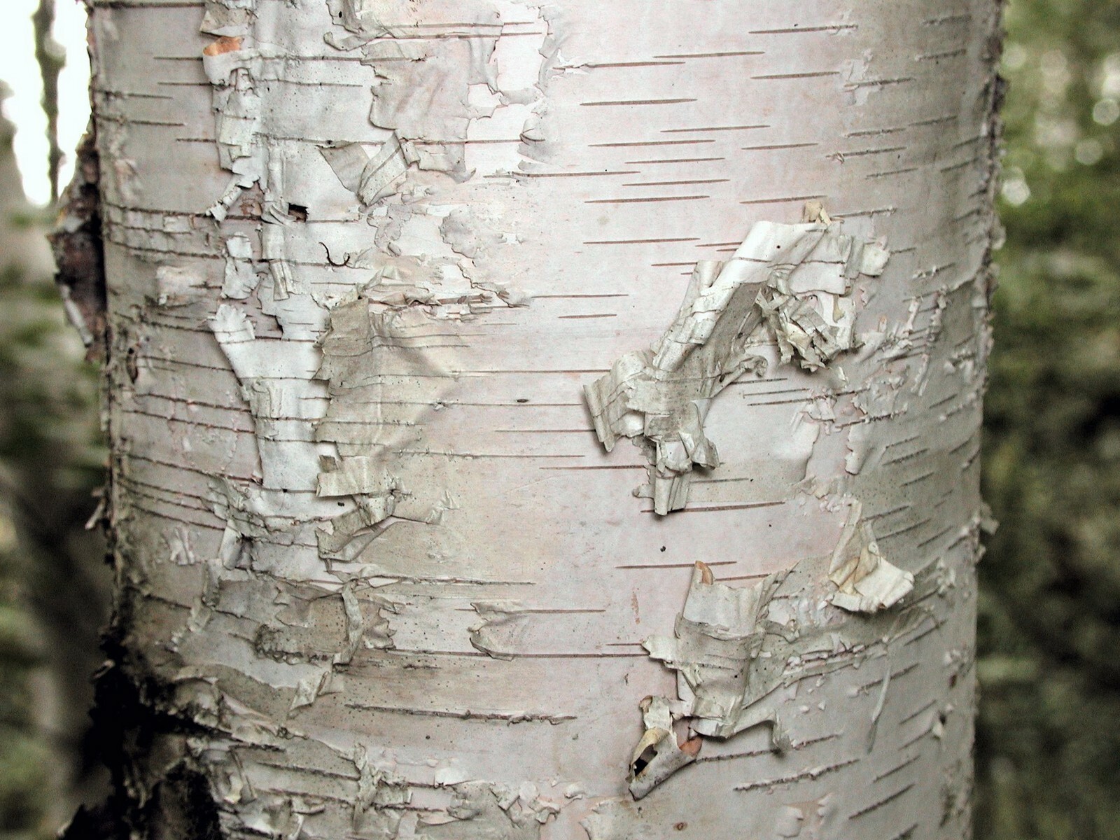Paper Birch, Betula papyrifera, Tree Seeds (Fast, Hardy, Fall Color)