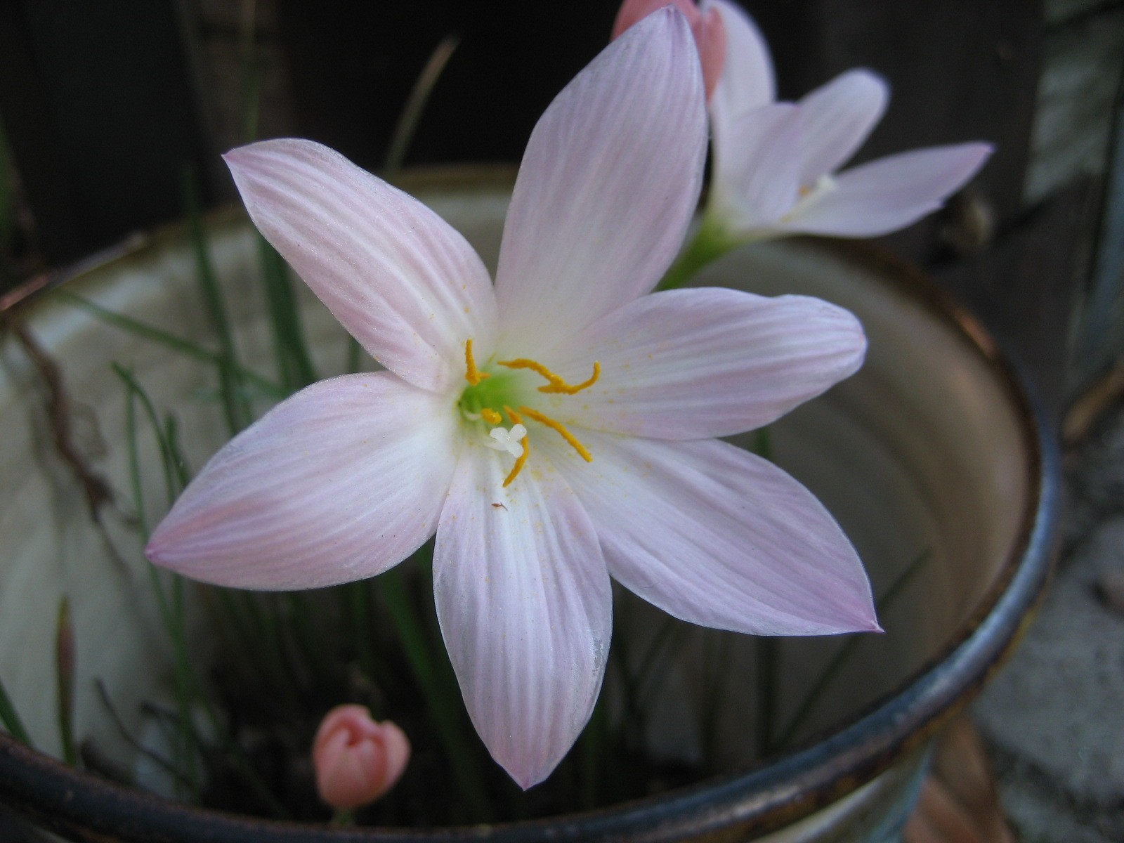 10 small offsets Rain Lily Bulbs/Zephyranthes Prairie Sunset
