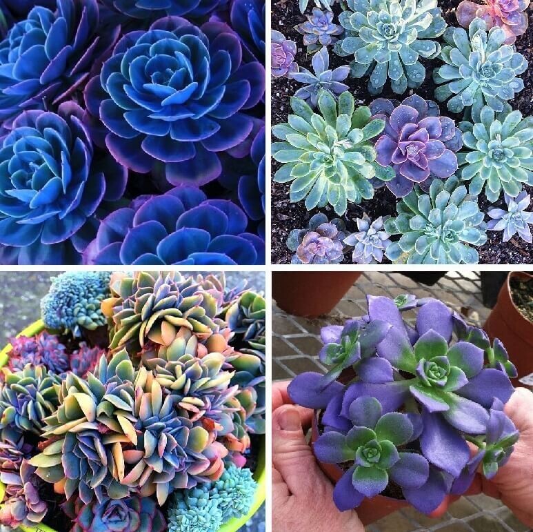100pcs Mixed Rare Succulent Seeds, Mult-Color Indoor/Outdoor Plant