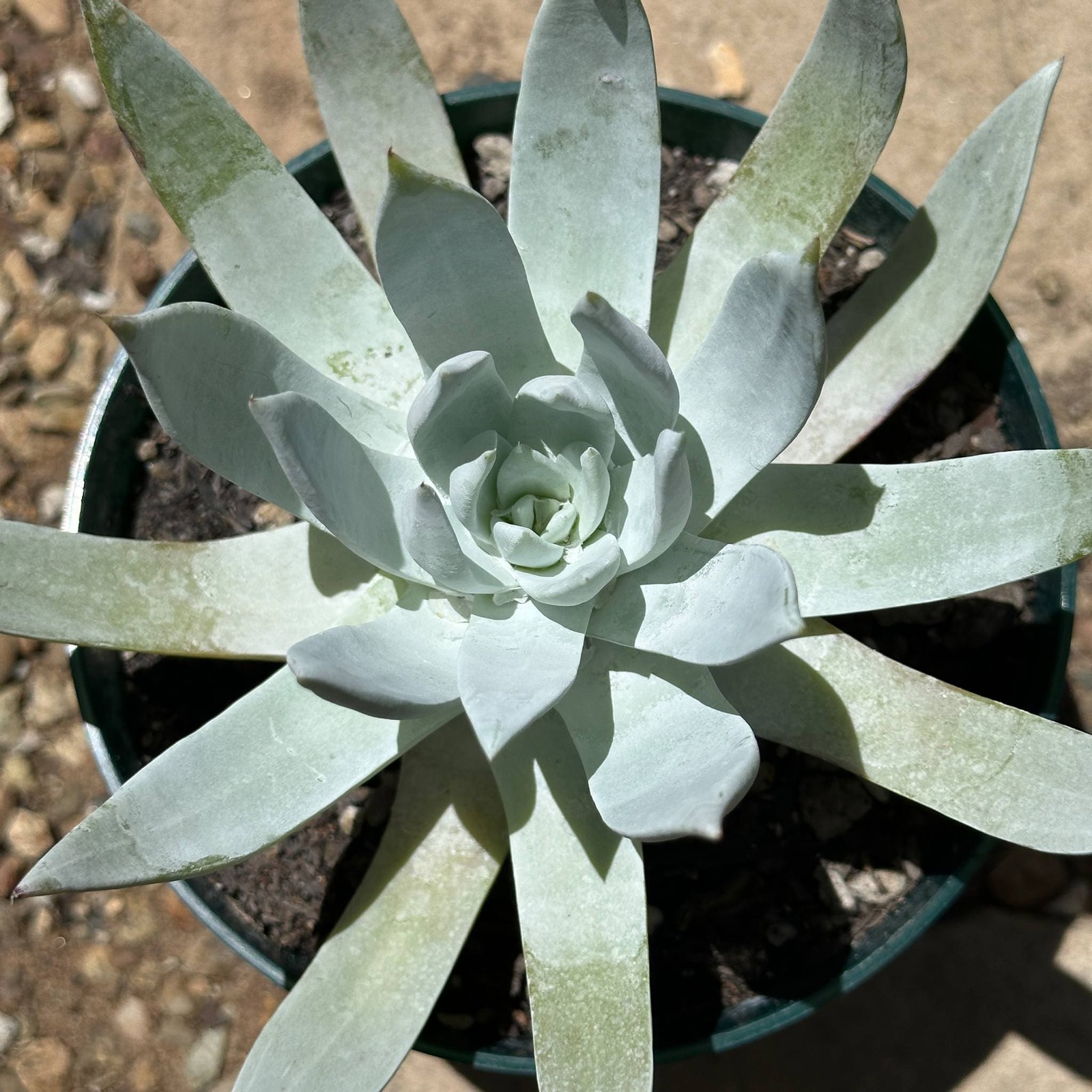 Dudleya brittonii ‘Giant Chalk’