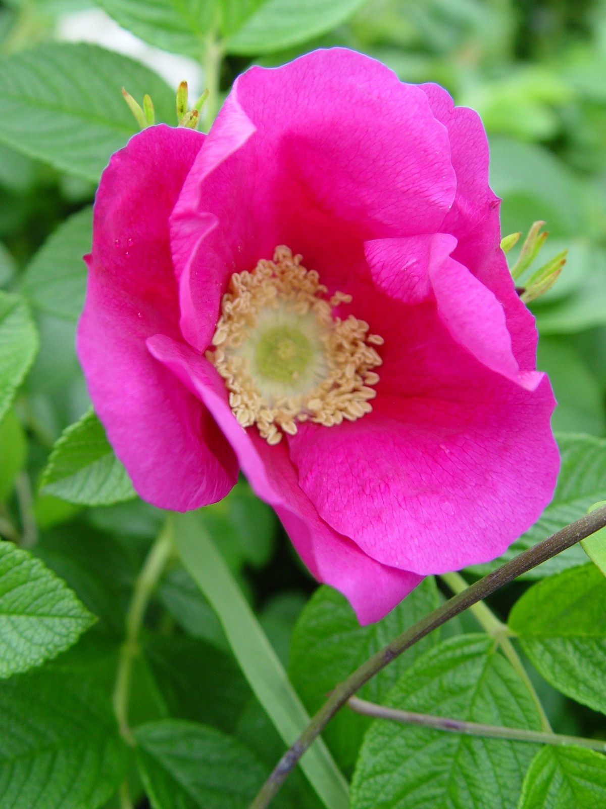 Rosa Rugosa Pink Flowering Rose #3 Container Size