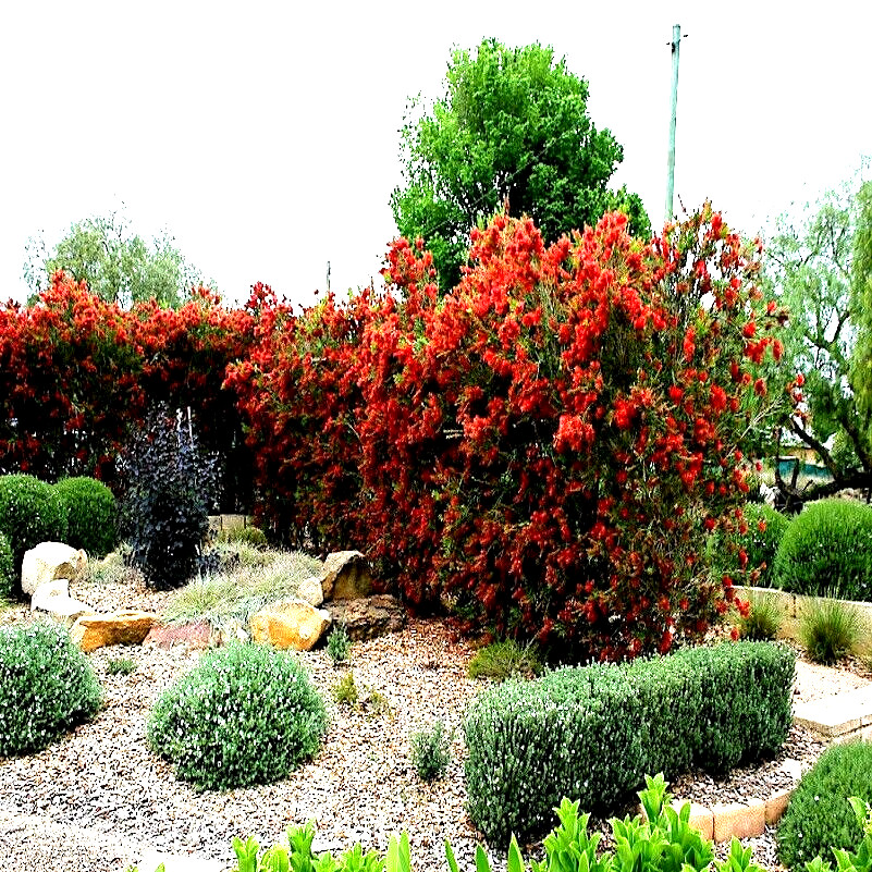 100 Crimson Bottlebrush Flower Tree Houseplant Garden Seeds Callistemon citrinus