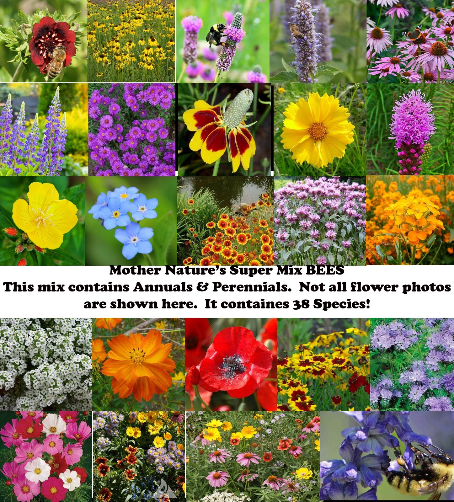 Landscaper’s Pack Super Mix SAVE THE BEES Bulk Wild flowers Non-GMO 3000 Seeds!