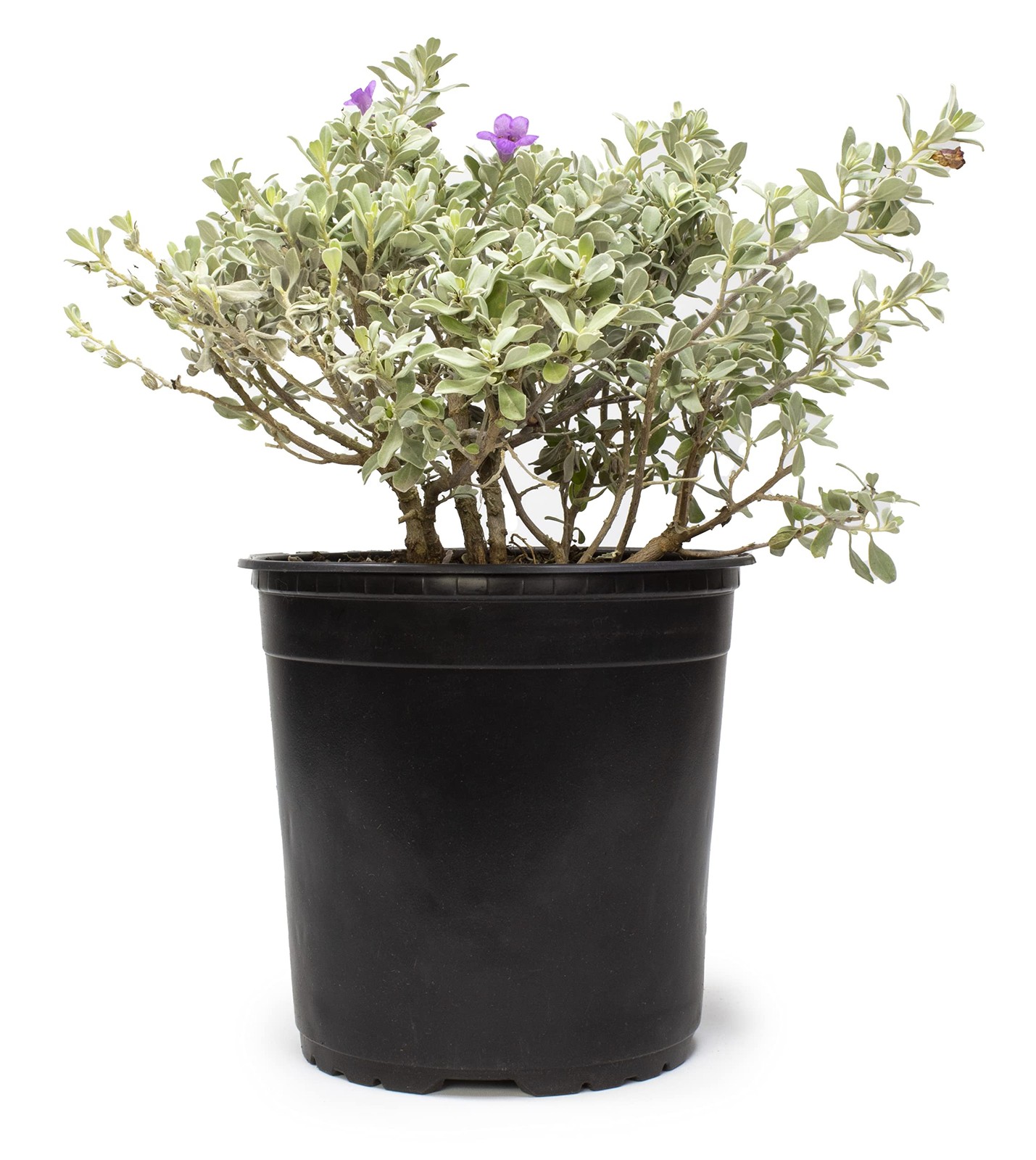 1G Silverado Sage Plant Shrubs Live In Planters For Outdoor Plants Live Live