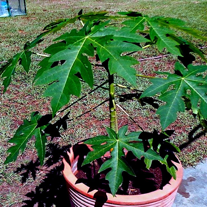 20 Dwarf Hawaiian Solo Sunrise Papaya Seeds Carica Melon Rare NON GMO Fruit Tree