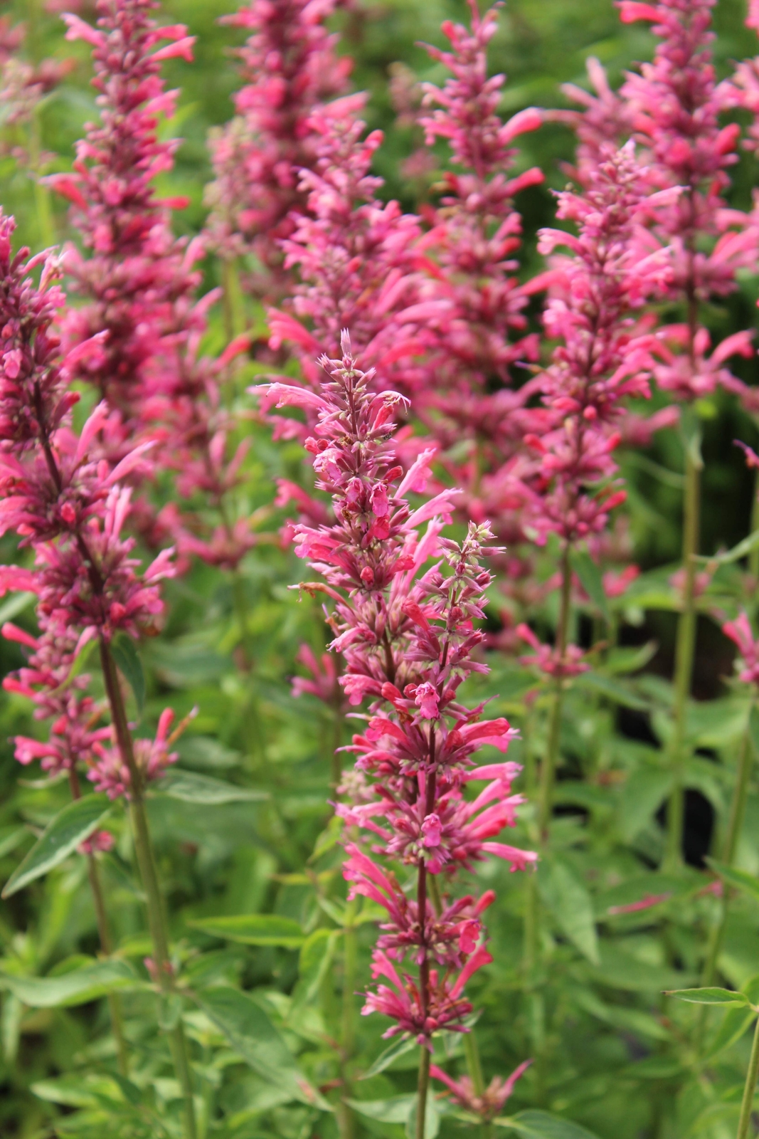 30 RED AGASTACHE ‘HEATHER QUEEN’ Hummingbrid Mint Hyssop Flower Herb Seeds