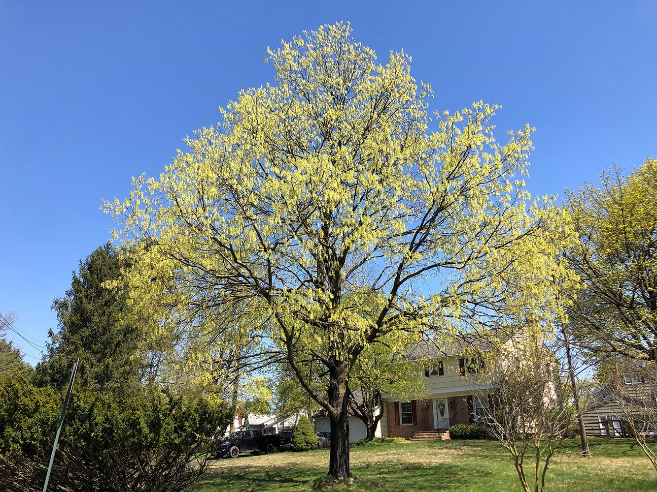 Northern Sugar Maple Tree | Premium Seeds | Acer saccharum ‘Fall’ | Plants’®