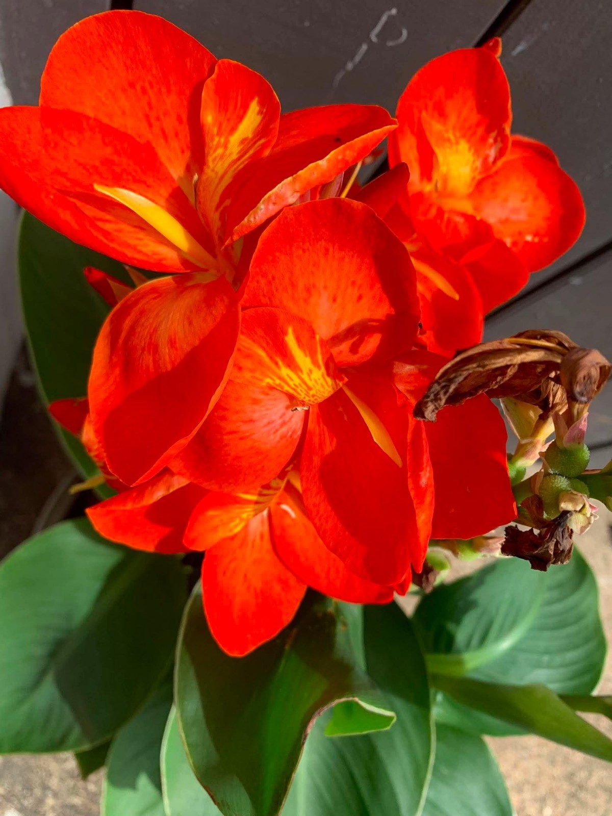 Live Canna Lily 4″ Pot Orange Rhizome Plant | Patio & Border Hardy Sun Loving Pl