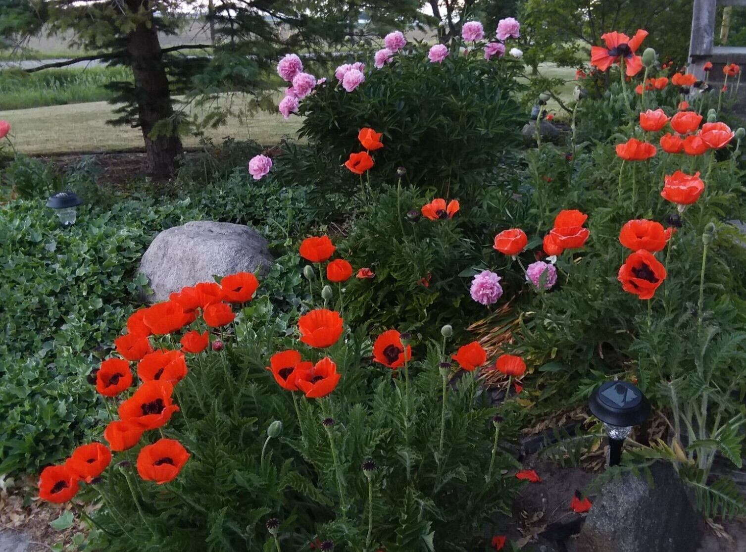 Poppy Orange Oriental Perennial seeds (2024)