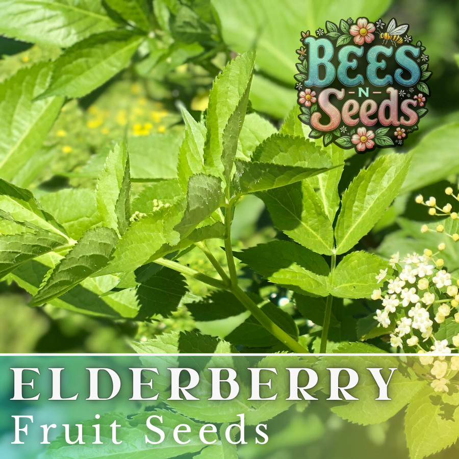 Sable Elderberry Seeds 175 or 450 Seeds Fruit Seeds, Non GMO, Berry Seeds