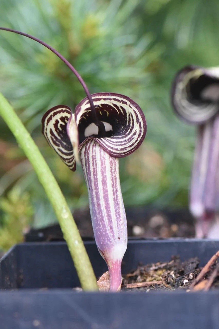 Arisaema kiushianum Silver Veins Japanese Cobra Lily One Small Corm US Seller