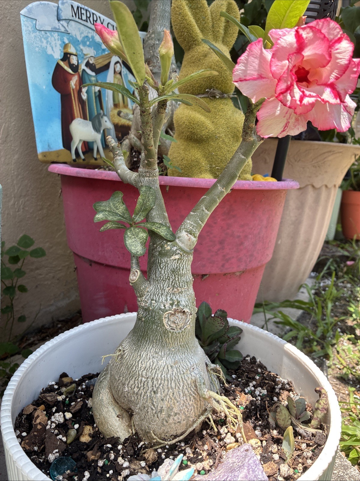 Queen Esther Beautiful Desert Rose Tiple Petal
