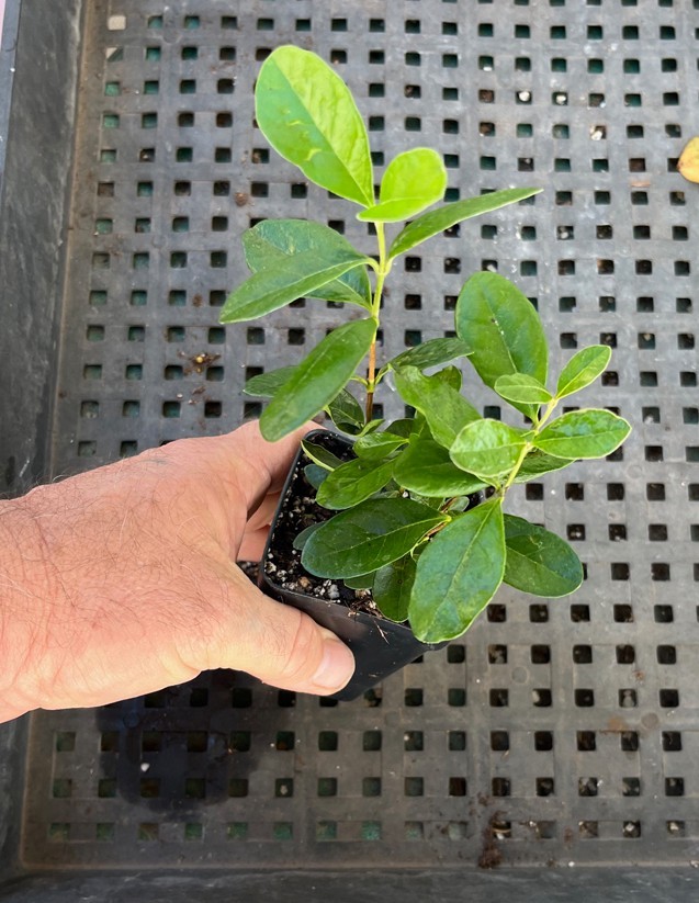 Pineapple Guava – Feijoa sellowiana – Live Plant – COLD HARDY EDIBLE
