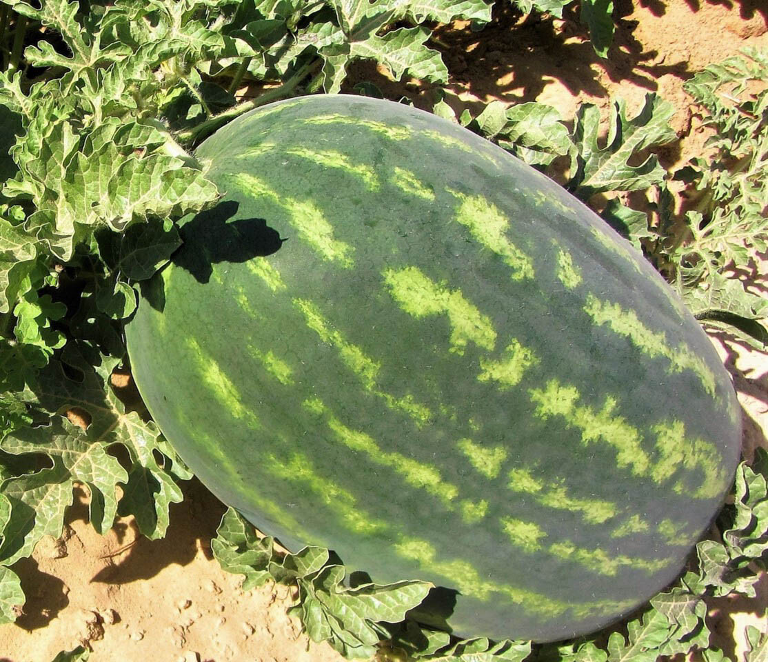Crimson Sweet Watermelon Seeds, NON-GMO, Heirloom, Variety Sizes, FREE SHIP
