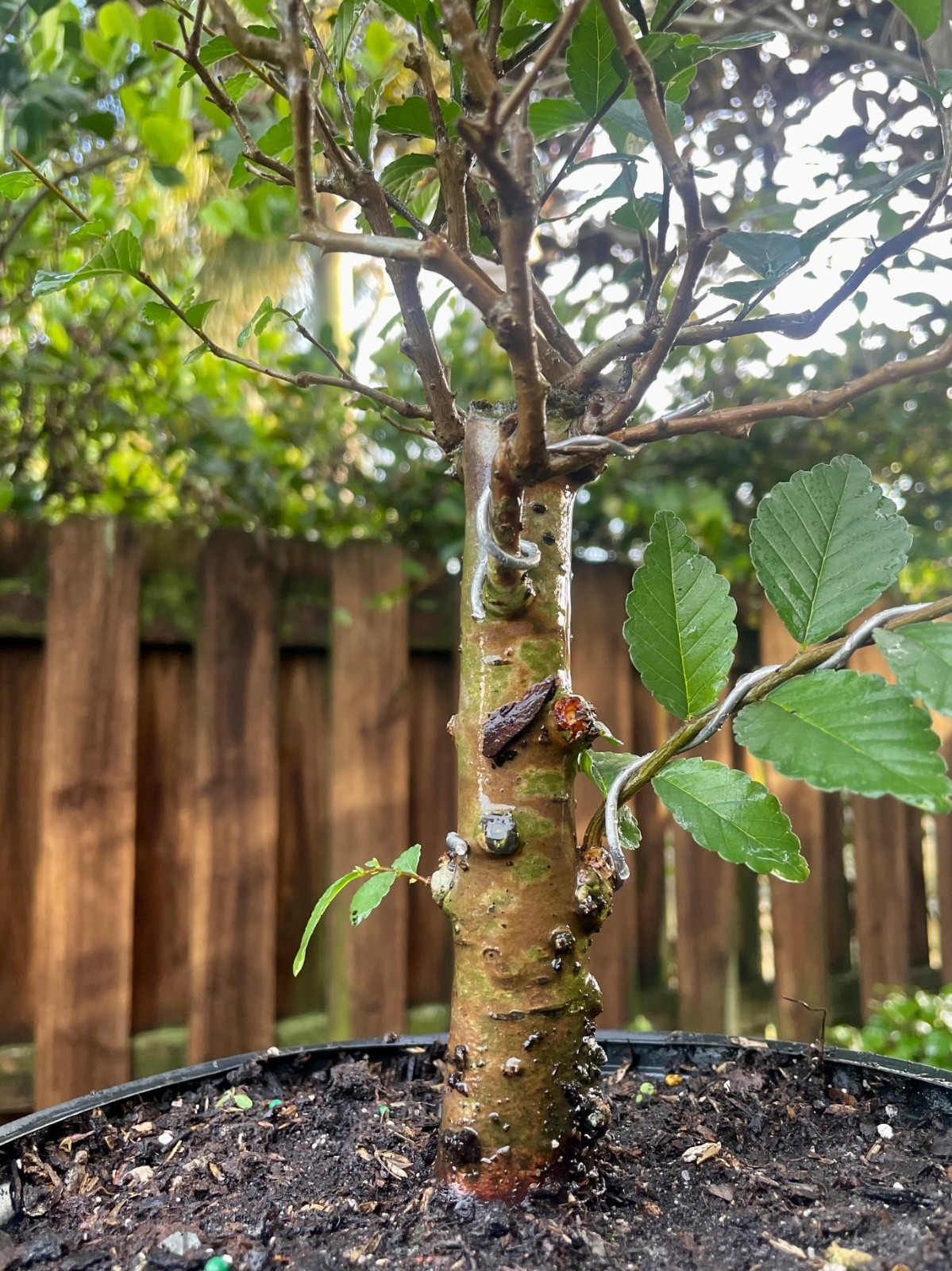 CHINESE ELM Pre-Bonsai /Bonsai Tree Cold Hardy / Tiny leaves 8 years old