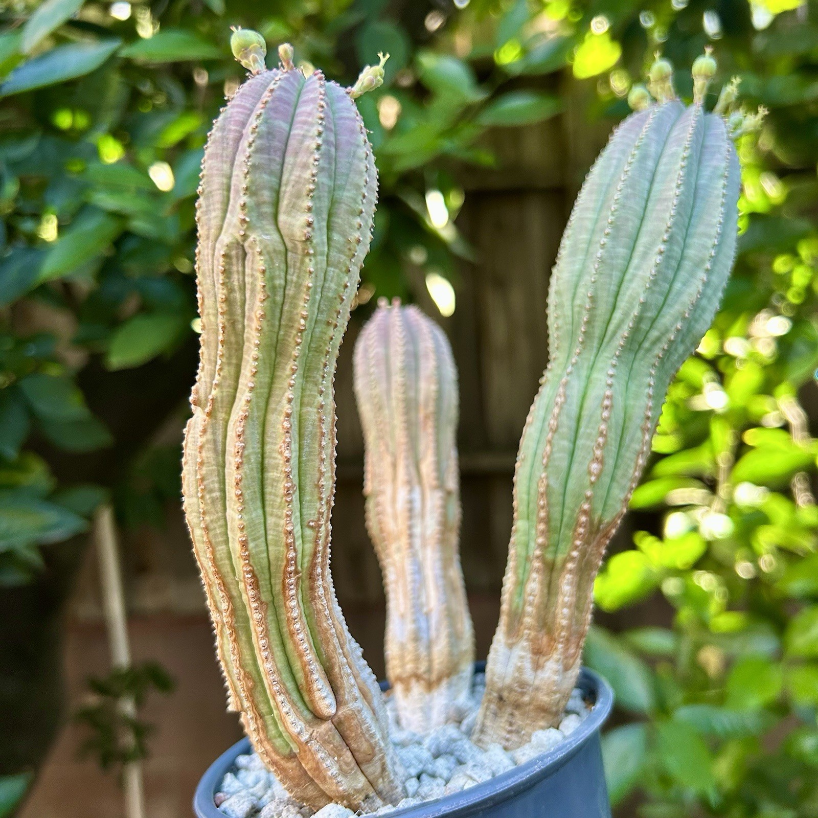 Euphorbia obesa Hybrid, Lot Of 3, Succulents not Cactus FEMALE Rare