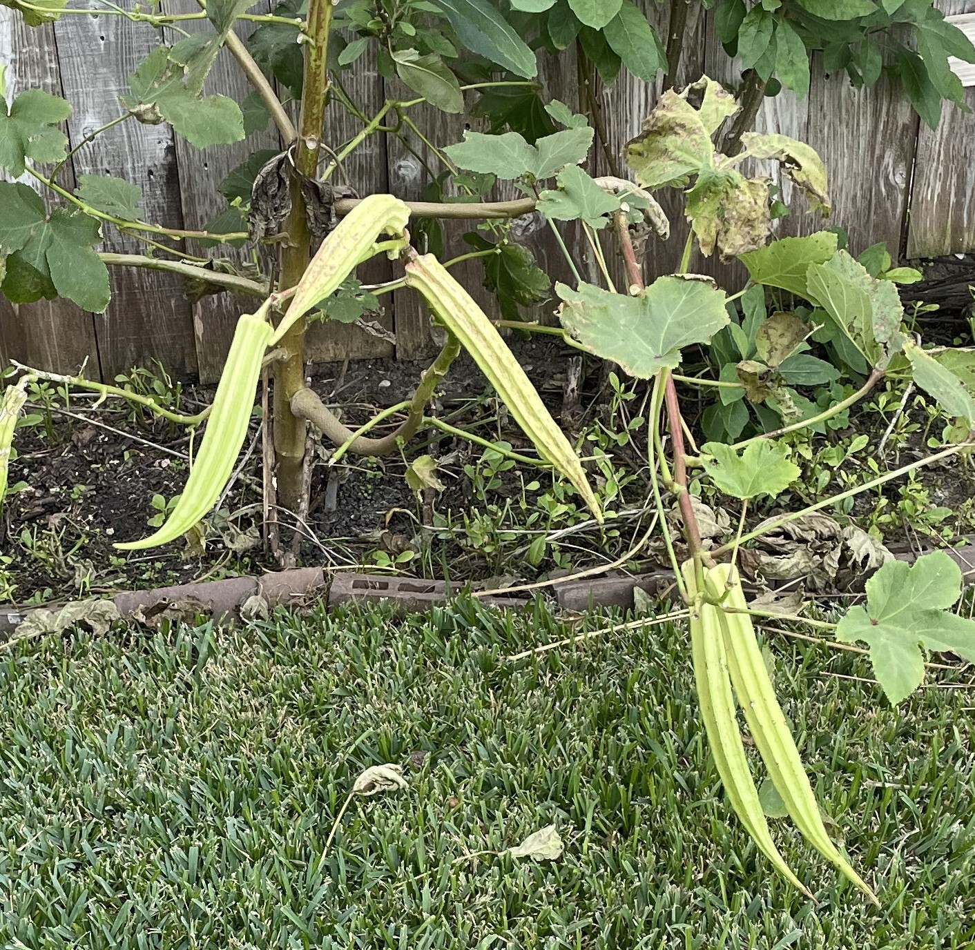 50+ Rare Louisiana Longhorn Okra Seeds Heirloom Non-GMO Open Pollinated