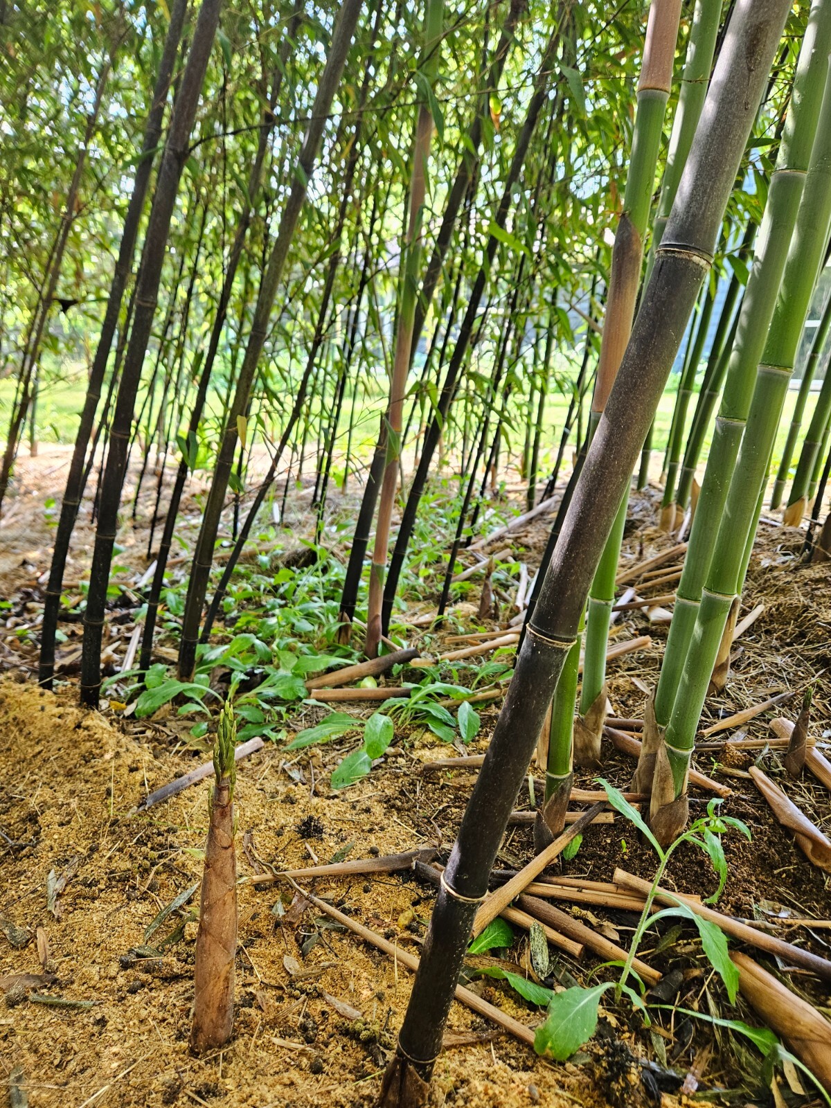 Black Bamboo Phyllostachys Nigra Live Bare Root Plant (3) Fresh Rhizomes