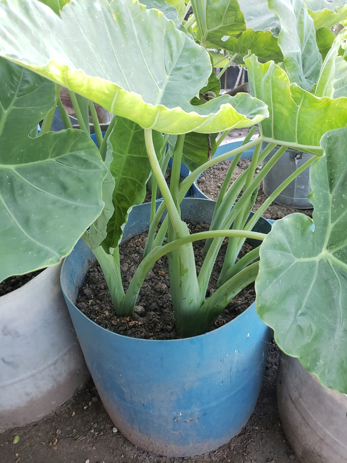 10 pcs EDIBLE Elephant Ear Stalks LIVE PLANT – Taro babyl plants / Bac ha