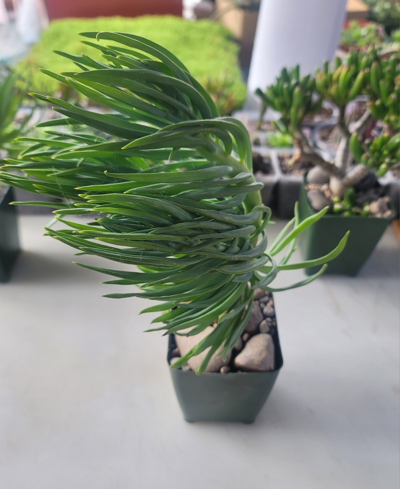 Live Rooted Senecio Vitalis “Blue Chalk Fingers” Succulent In 4″ Pot