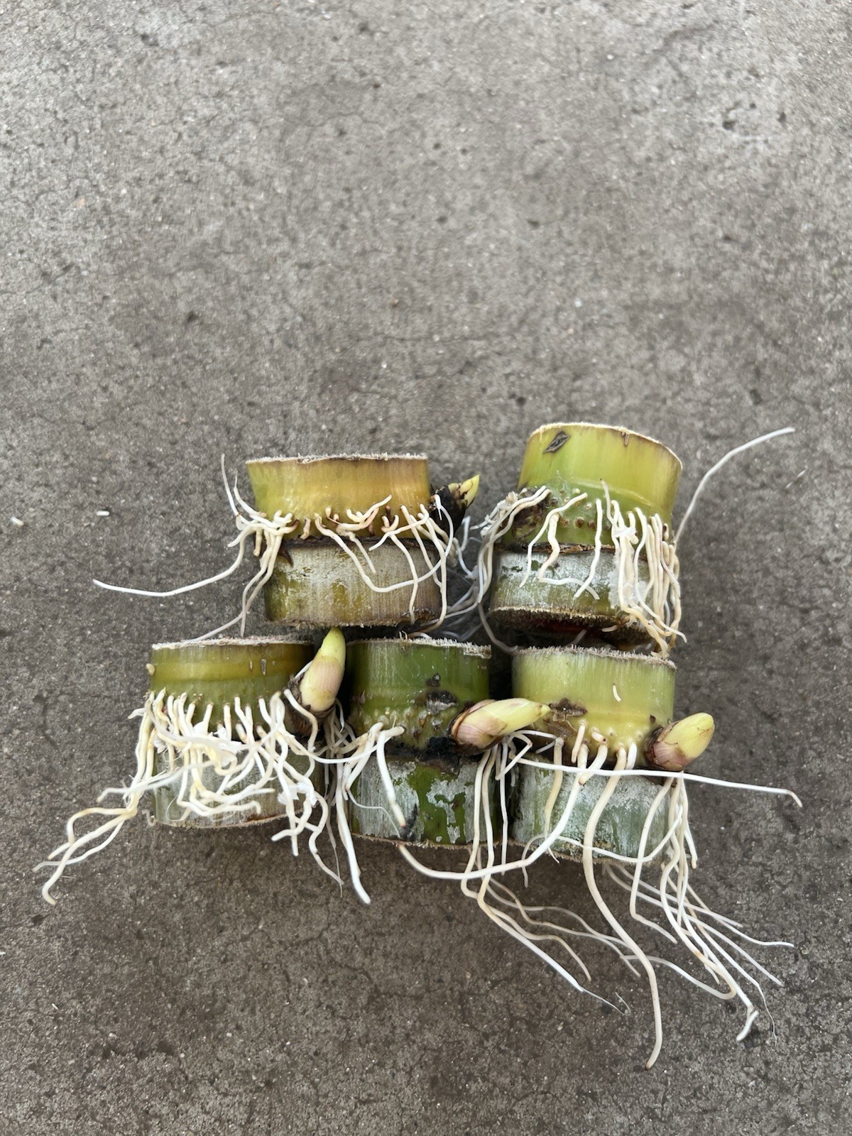 5pcs Green Yellow Rooted Sugarcane Cutting Tropical Live Plant Ready To Plant
