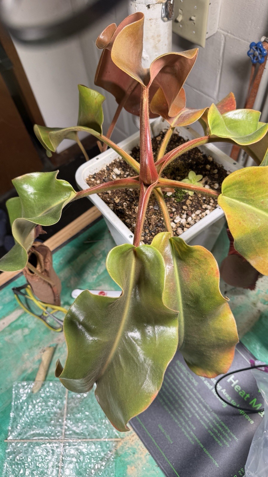 Nepenthes Truncata Highland Reddish Leaves AW Clone 1 Specimen Size Please Read!