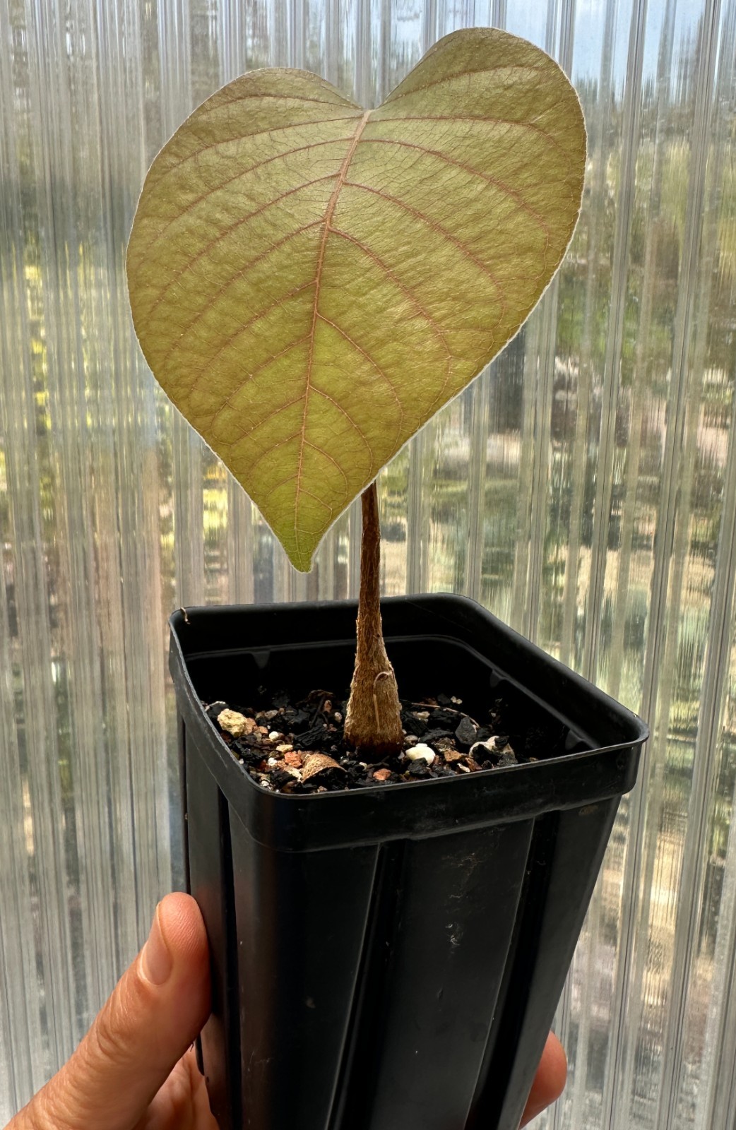 Pseudobombax palmeri 2-Year-Old Seedling, Rarely Available Species