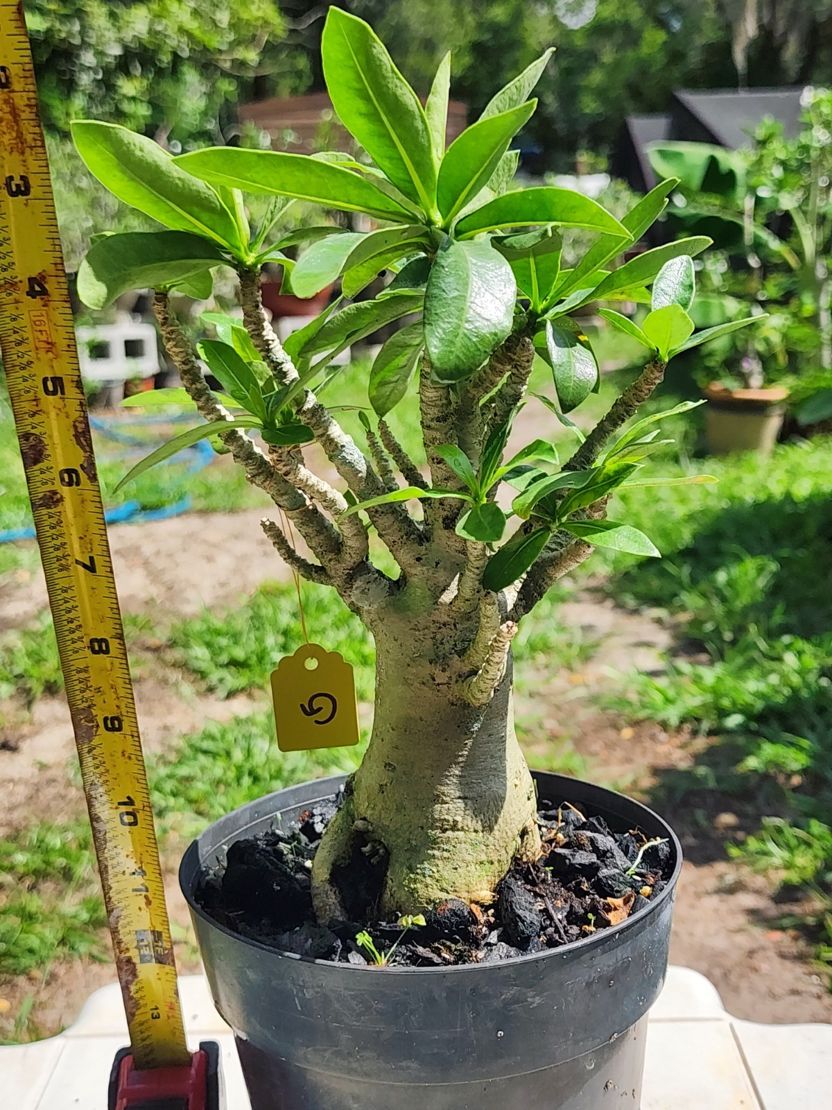 #.G.. Adenium THAI SOKO Desert Rose… big foot ..Plant perfect for bonsai