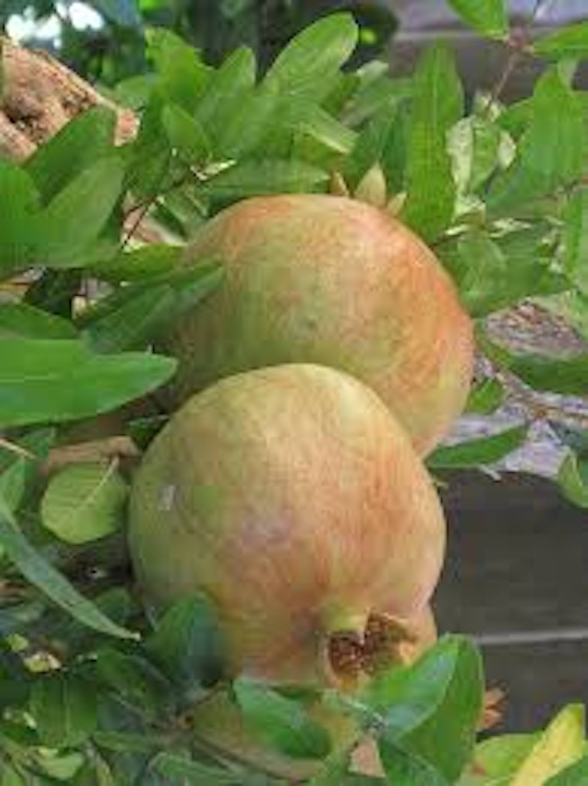 1 Pomegranate ‘Wonderful’ Starter Plant Punica granatum