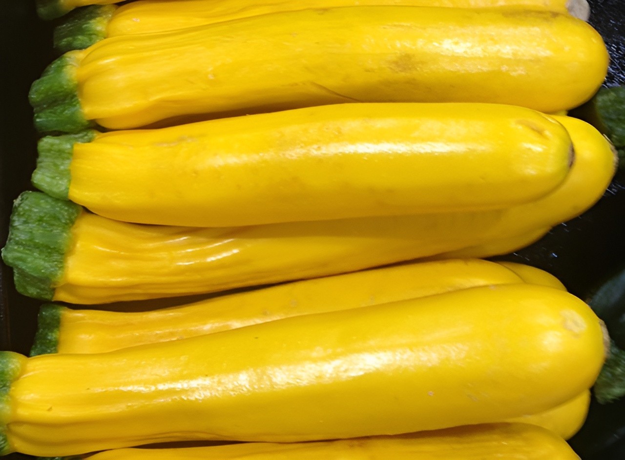 40 Heirloom Golden Zucchini Seeds – Summer Classic – Fast Growing & High Yields