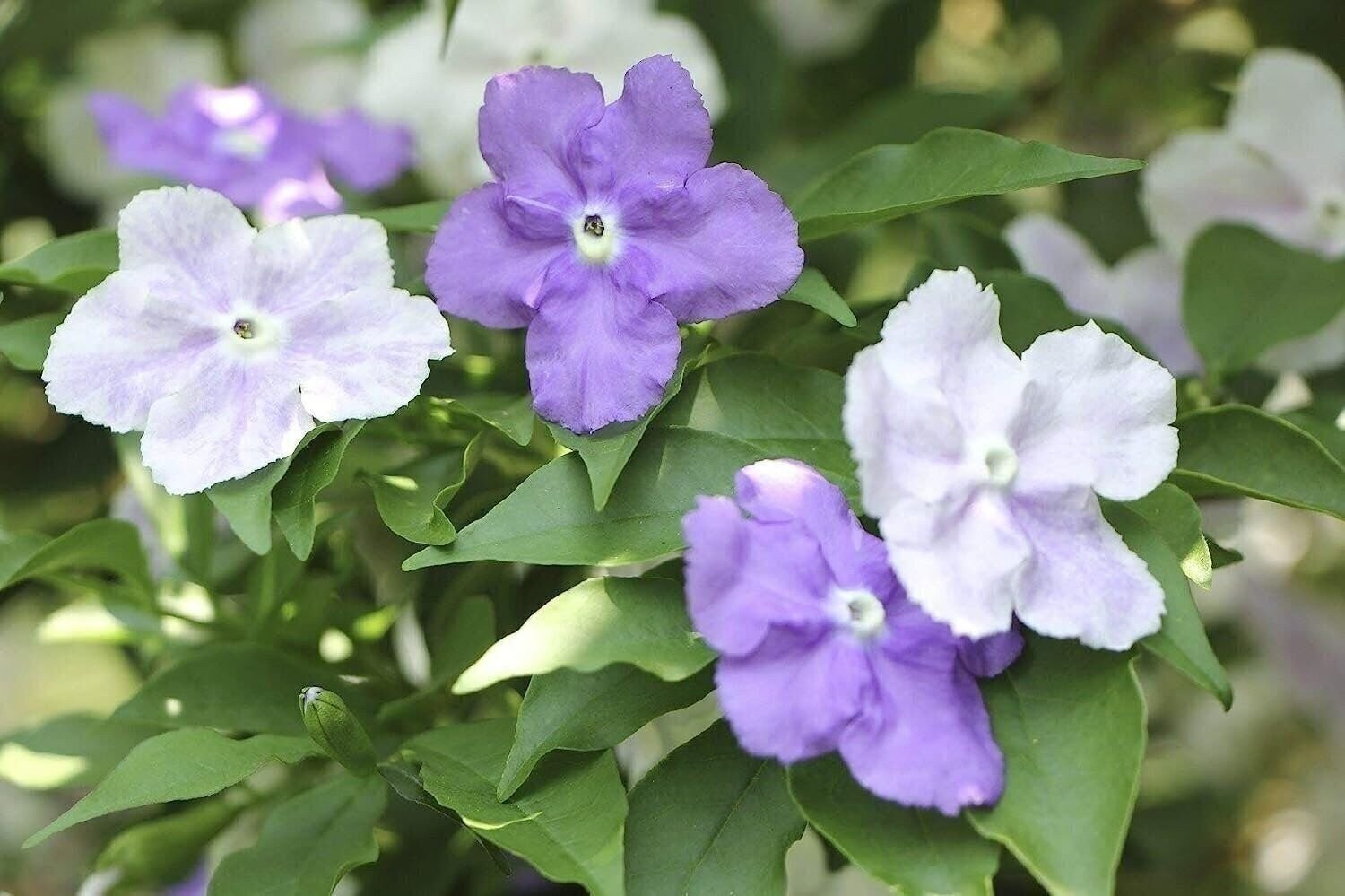 Yesterday Today Tomorrow | 2 Inch | Brunfelsia pauciflora | Low Maintenance