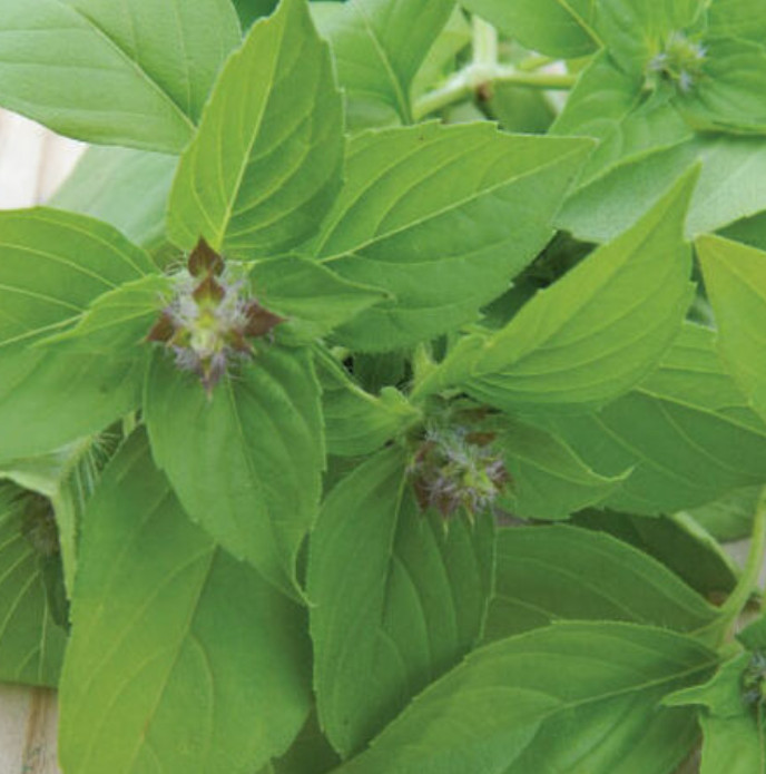Basil CHERYL’S CHEFS BLEND Ocimum basilicum 6 Types Culinary Mix 200+ Seeds!